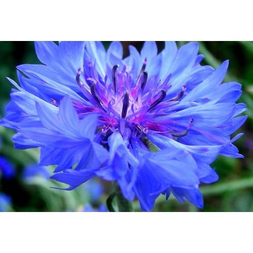 Семена за Цветя Синчец / Centaurea Cyanus