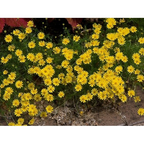 Семена за Цветя Тимофила / Thymophylla tenuifolia
