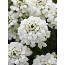 Семена за Иберис / Iberis sempervirens