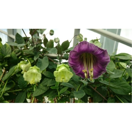 Семена за Кобея / Cobaea scandens