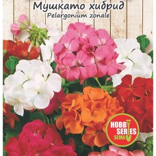 Семена за Мушкато / Pelargonium x zonale