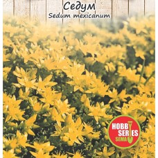 Семена за Седум (Тлъстига) / Sedum spectabile mexicanum