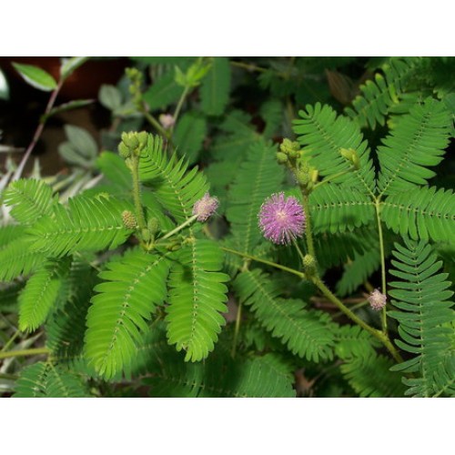 Семена за Срамежлива Мимоза / Mimosa pudica (чувствителна на допир)