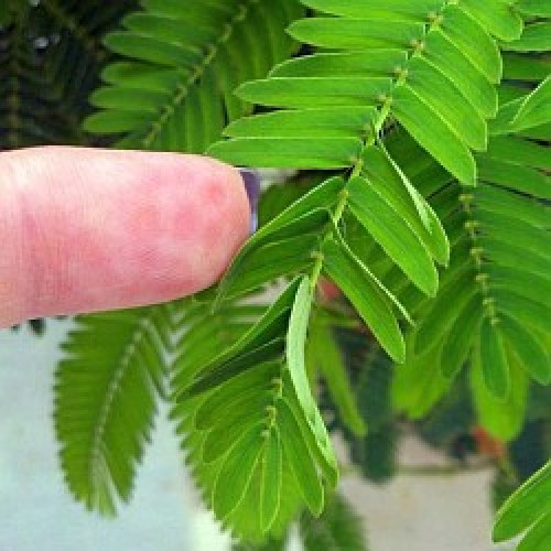 Семена за Срамежлива Мимоза / Mimosa pudica (чувствителна на допир)