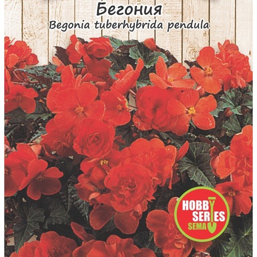 Семена за каскадна Бегония червена / Begonia tuberhybrida pendula