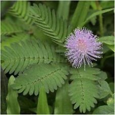 Срамежлива Мимоза / Mimosa pudica L.