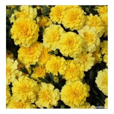 Тагетис Лимон / Tagetes Lemon Drop