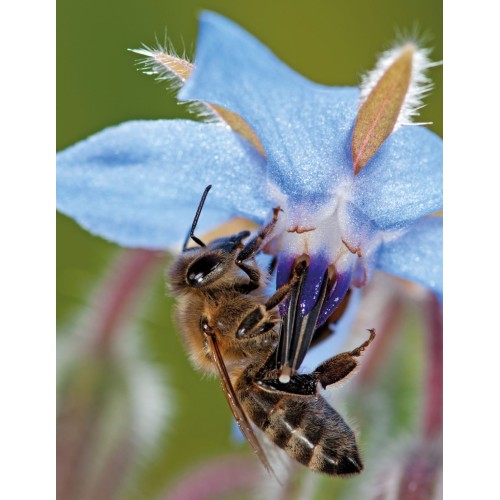 Цветна поляна за Пчели (31 вида цветя) / Bee mix