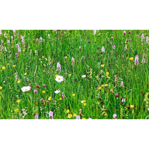 Тревна смеска Японска поляна 1кг