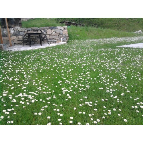 Тревна смеска с многогодишни парички (Bellis perennis) 1кг