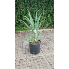 Алое вера (медицинско) / Aloe Vera Barbadensis (реални снимки)