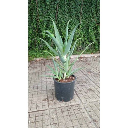 Алое вера (медицинско) / Aloe Vera Barbadensis (реални снимки)