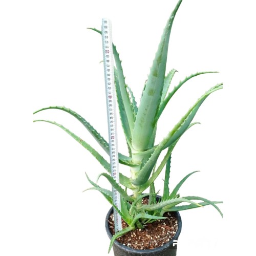 Алое вера (медицинско) / Aloe Vera Barbadensis (реални снимки)