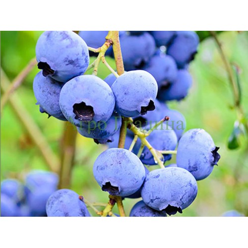 Американска Синя Боровинка Елиът / Blueberry Vaccinium corymbosum Elliott