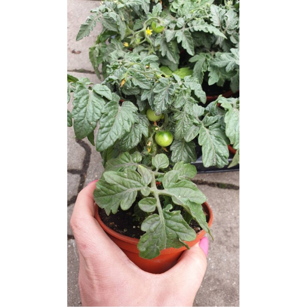 Балконски (саксийни) домати червени в саксия
