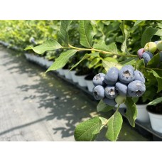 Боровинка - Vaccinium Corymbosum Patriot 