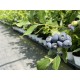 Боровинка - Vaccinium Corymbosum Patriot 