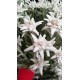 Еделвайс в саксия с ЦВЯТ сорт Edelweiss Stella Alpina white