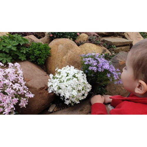 Флокс в саксия - многогодишно, каскадно и ароматно растение