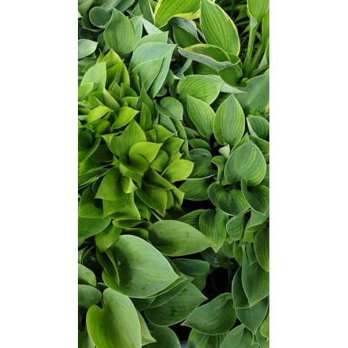 Хоста разсад - Hosta (различни цветове)