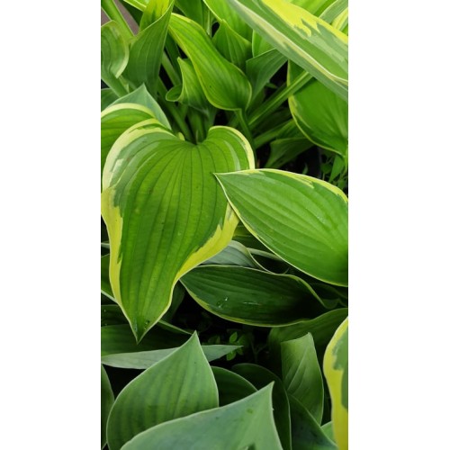 Хоста разсад - Hosta (различни цветове)