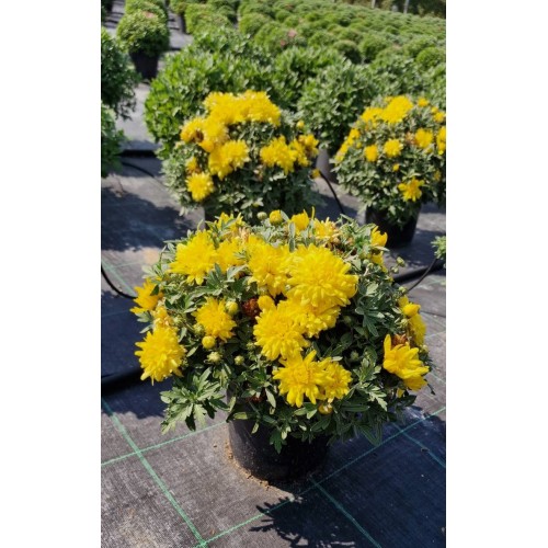Хризантема в саксия - Ф17 (различни цветове)