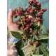 Къпина Rubus Fruticosus Thornless Evergreen (Oregon) - вечнозелена 