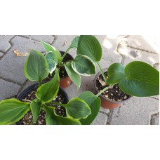Комплект 3 (три) броя Хости - Hosta (различни цветове)