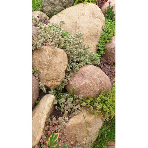 Микс растения за скален кът - комплект от 6 броя