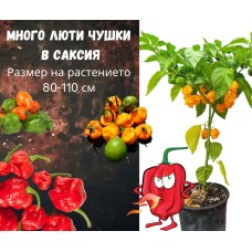 Много люти чушки в саксия (различни видове, височина 80-110 см) / Hot peppers in pot