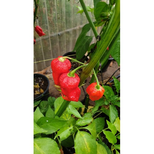 Много люти чушки в саксия (различни видове, височина 80-110 см) / Hot peppers in pot