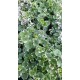 Разсад Глехома вариагата (Glechoma hederacea variegata)