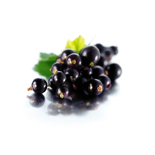 Разсад Касис (Черно Френско Грозде) / Ribes nigrum  