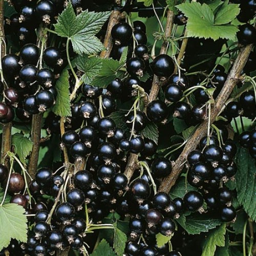 Разсад Касис (Черно Френско Грозде) / Ribes nigrum  