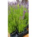 Разсад Лавандула Lavandula Angustifolia Ellagance Purple