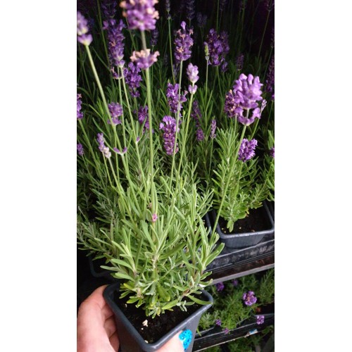 Разсад Лавандула Lavandula Angustifolia Ellagance Purple