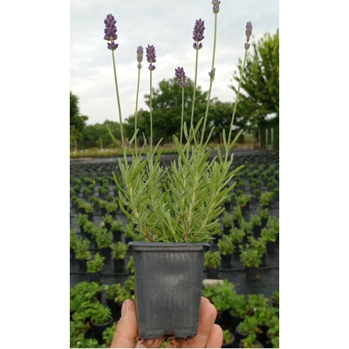 Разсад Лавандула Lavandula Angustifolia Ellagance Purple