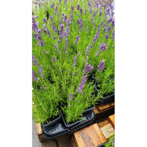 Разсад Лавандула Lavandula Angustifolia Ellagance Purple