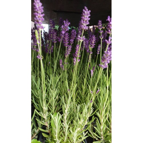 Разсад Лавандула Lavandula Angustifolia Ellagance Purple