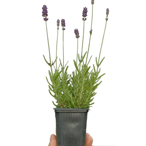 Разсад Лавандула Lavandula Angustifolia Ellagance Purple