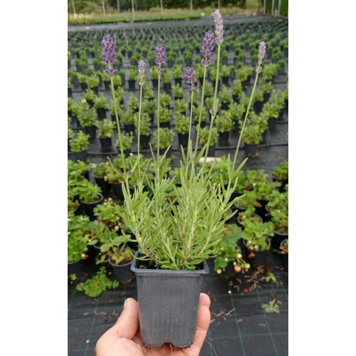 Разсад Лавандула Lavandula Angustifolia Ellagance Purple