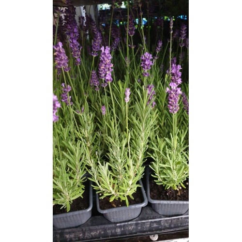 Разсад Лавандула Lavandula Angustifolia Ellagance Purple