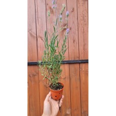 Разсад Лавандула Lavandula angustifolia Hidcote Blue