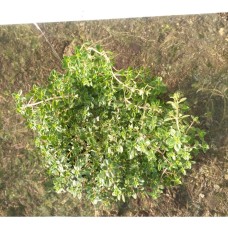 Разсад Лимонена Мащерка (Thymus)