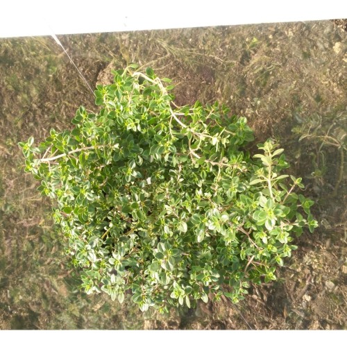 Разсад Лимонена Мащерка (Thymus)