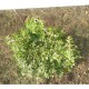 Разсад Лимонена Мащерка (Thymus)
