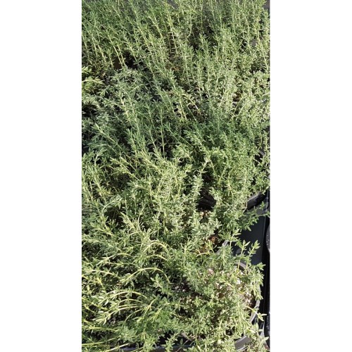 Разсад Мащерка в саксия (Thymus)