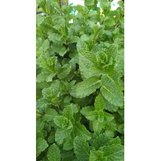 Разсад Мента / Mentha