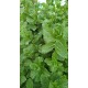 Разсад Мента / Mentha