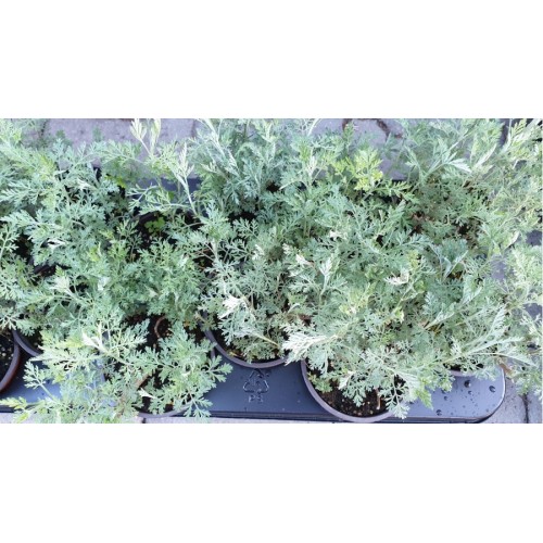 Разсад Сладък Пелин / Artemisia annua - билката която мори РАКА